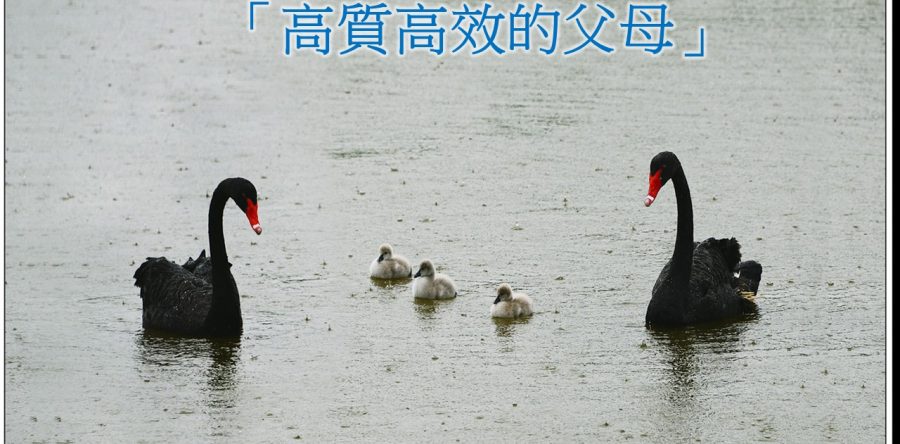 《證主心》216期：做個高質高效的父母