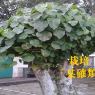 生命投資——栽培「某確類」門徒