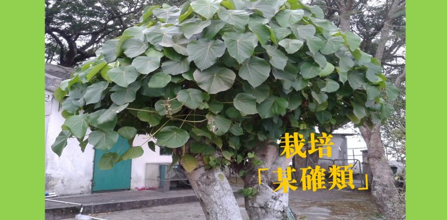 生命投資——栽培「某確類」門徒